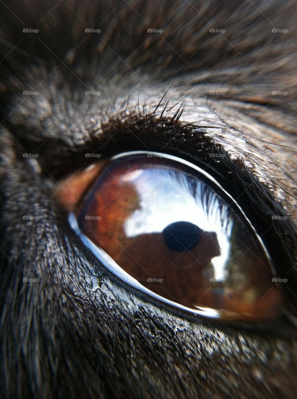 Dog eye