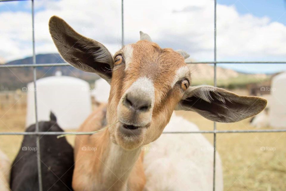 Goat Face