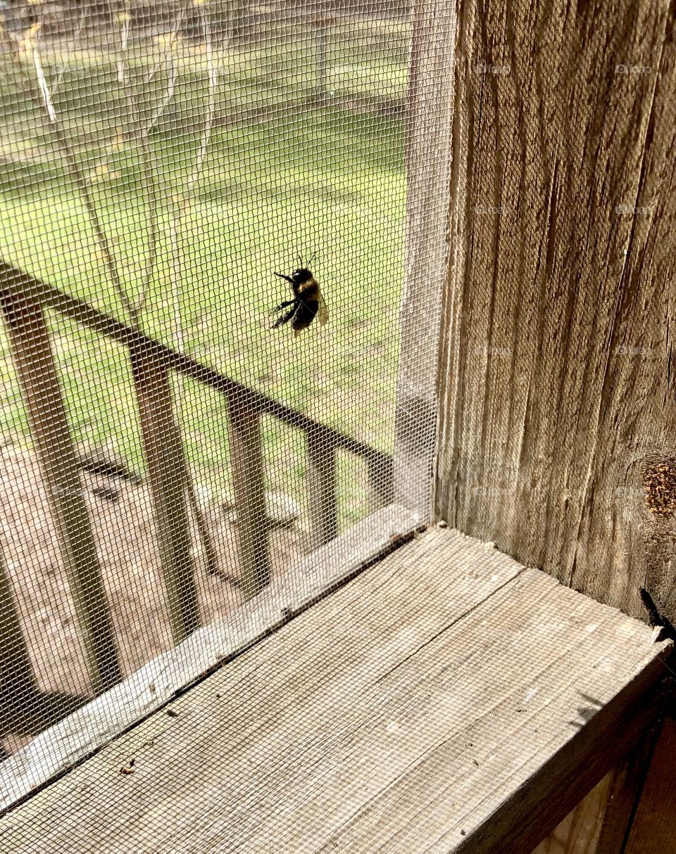 Bumblebee looking for escape hatch