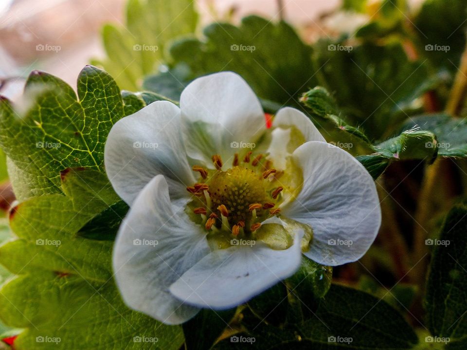 Close-up of a strawberry plant