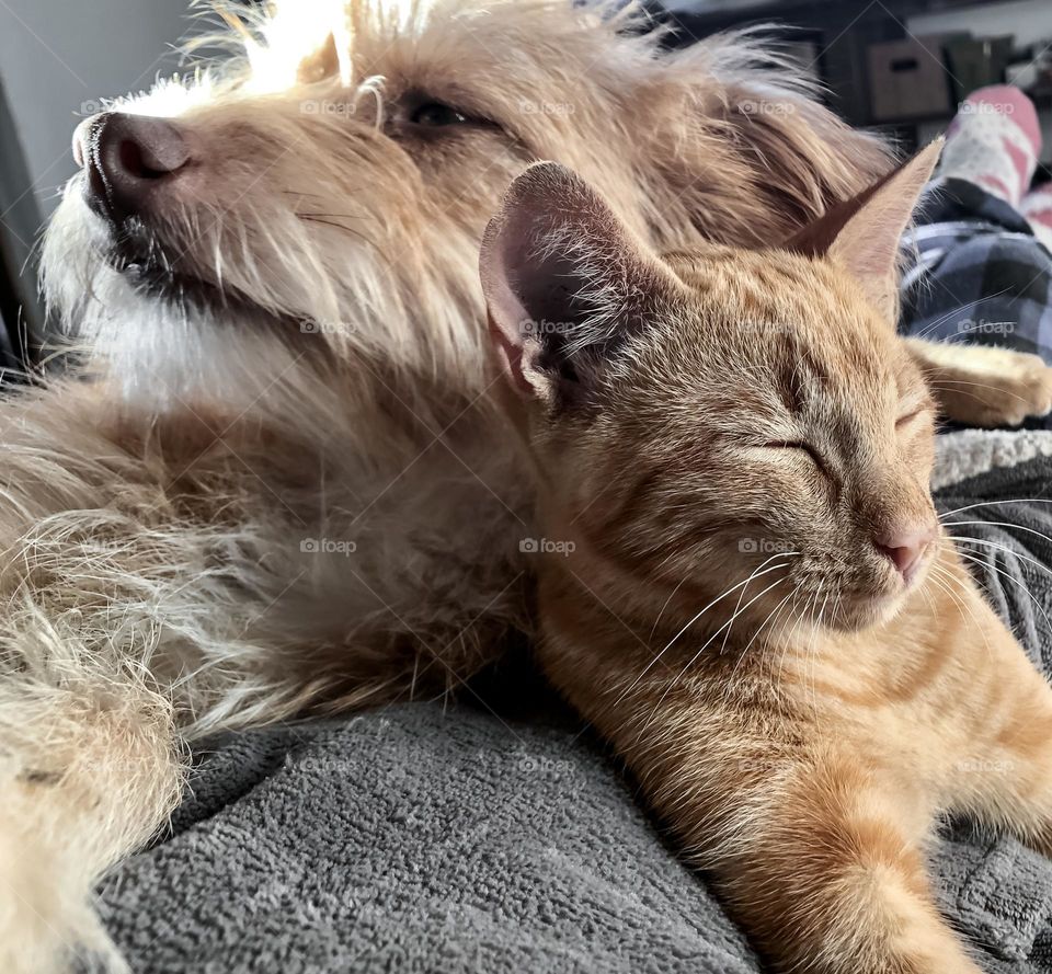 Cat & dog sitting together on their person’s lap