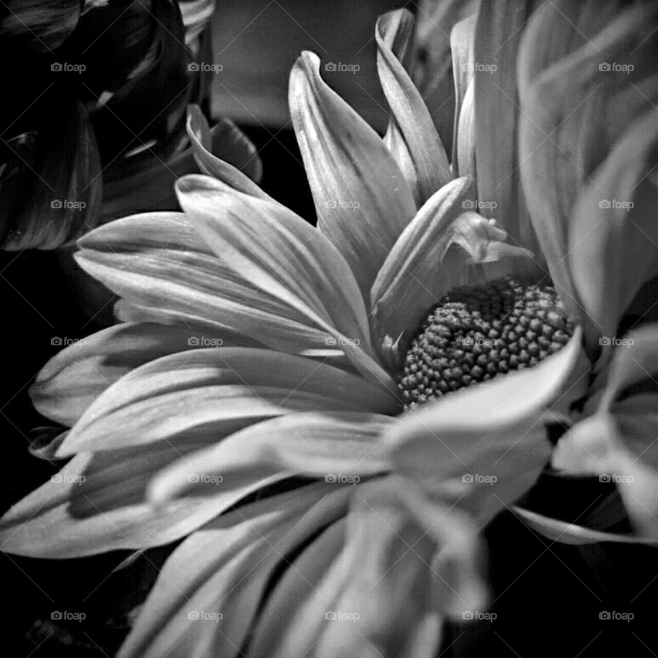 Monochrome, Flower, No Person, Nature, Leaf