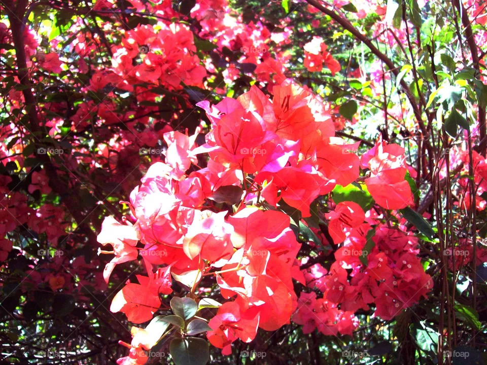 flower