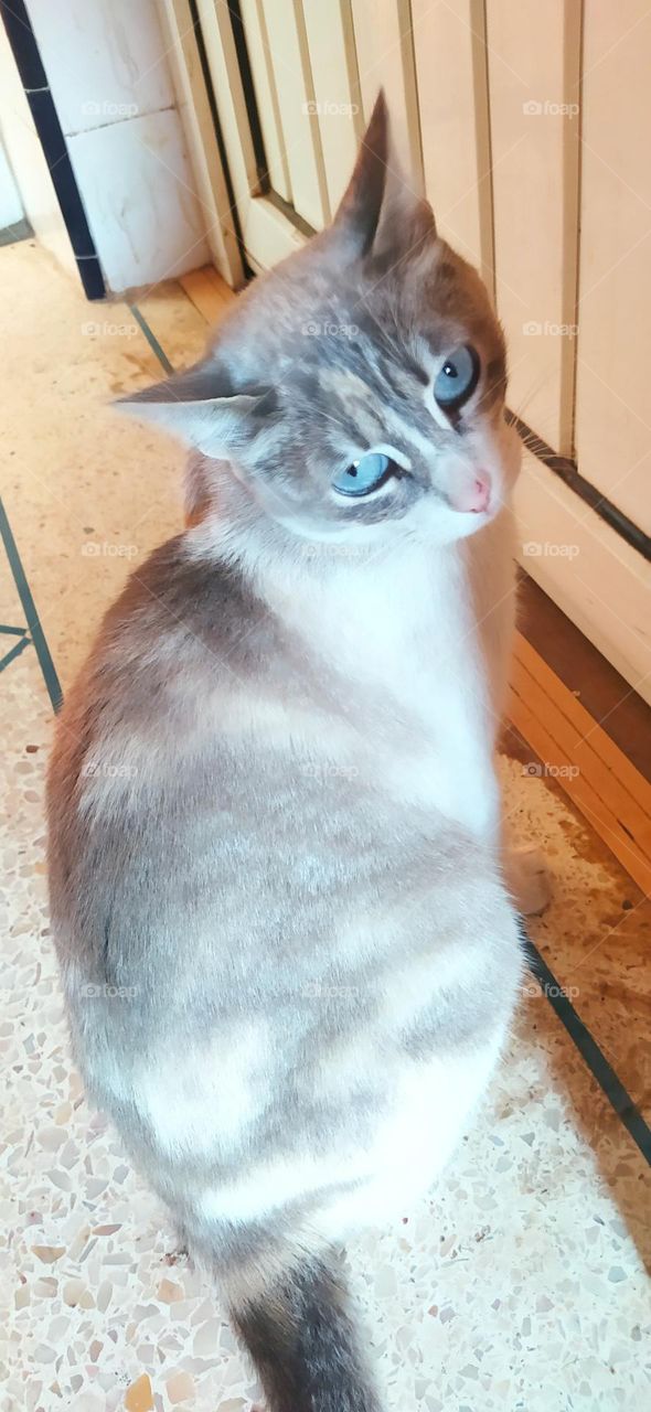 amazing picture of cat