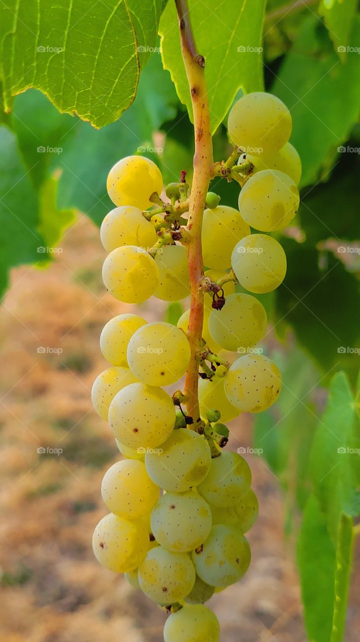 Wine vine Harvest time in Oregon