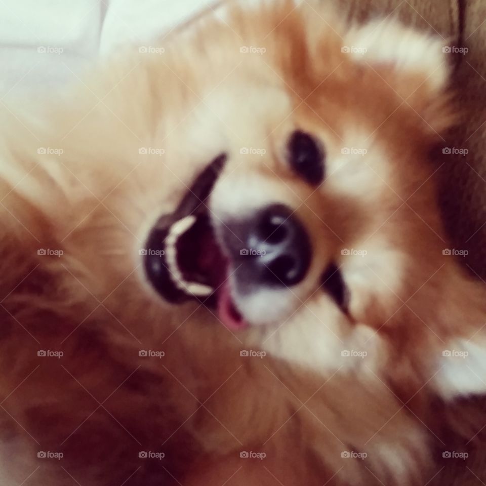 Happy Pom. My Pomeranian making a happy face while getting a belly rub. 