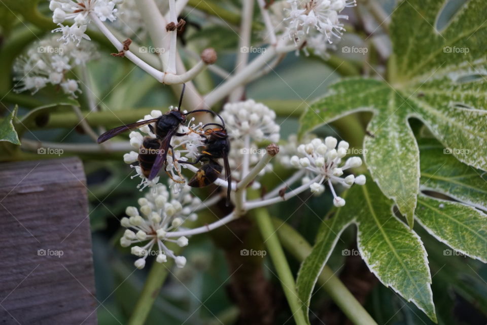 Nature#flowers#insect#hornets#leaves