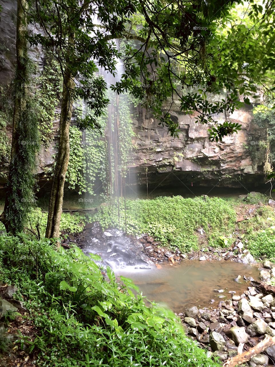 Crystal Shower Falls, Dorrigo NSW Australia 