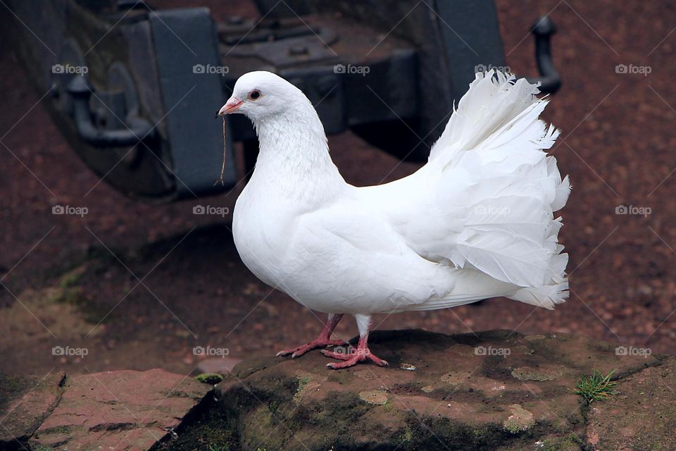 White dove