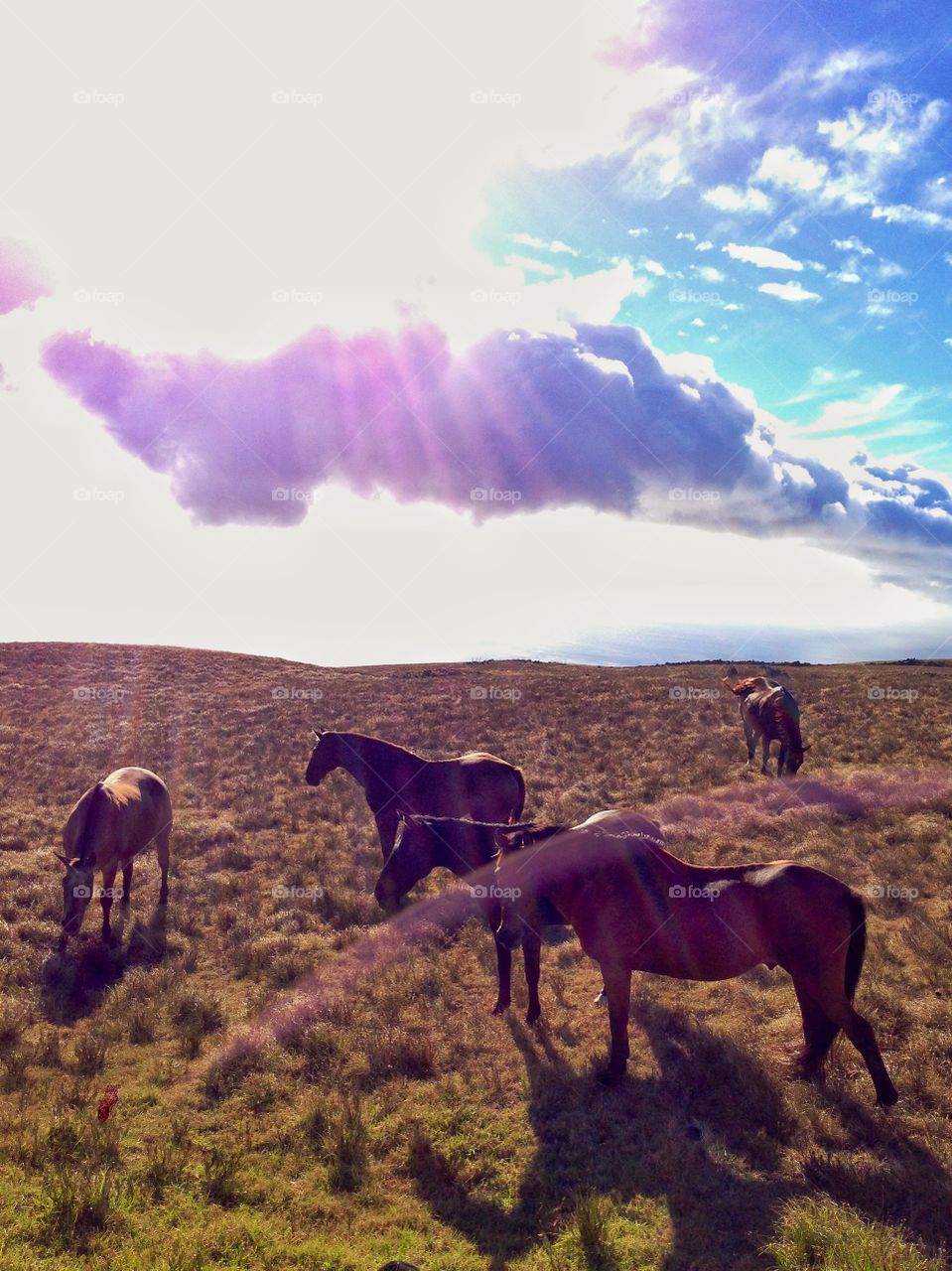 Free range horses. Horses in big island Hawaii 