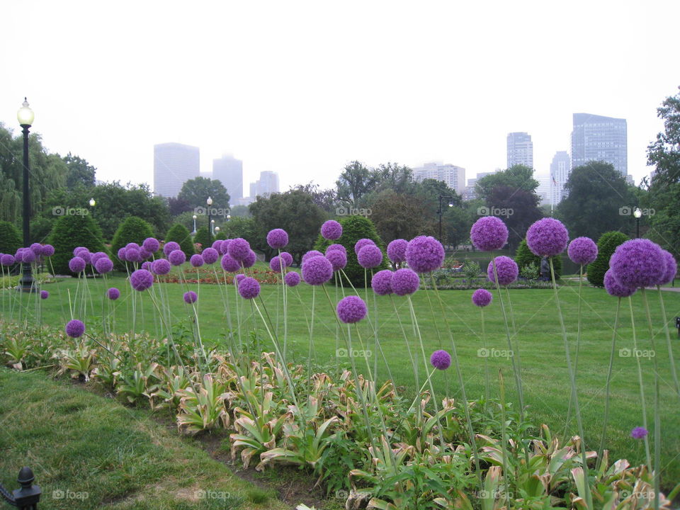 Purple ball flowers allium in Boston park