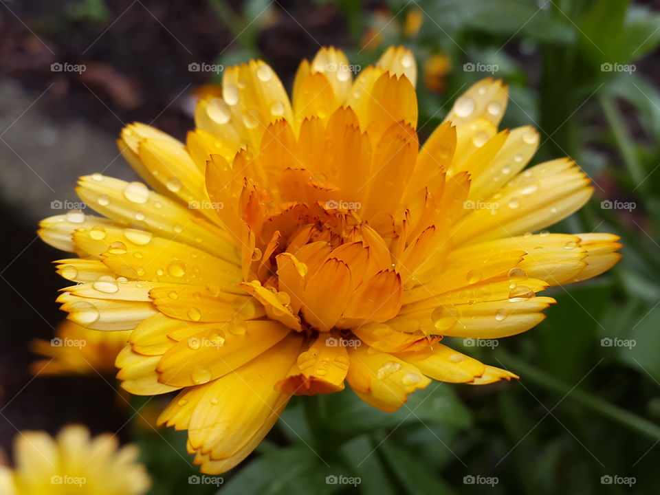 fine droplets left behind after the rains brighten up this yellow autumn's blossom