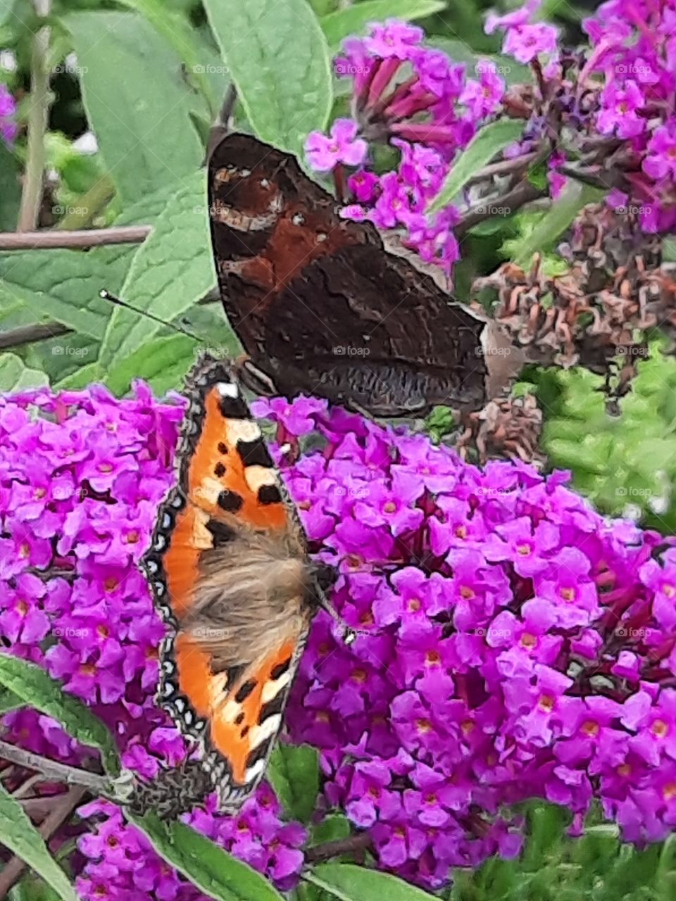 two butterflies on magenta flower of budleya