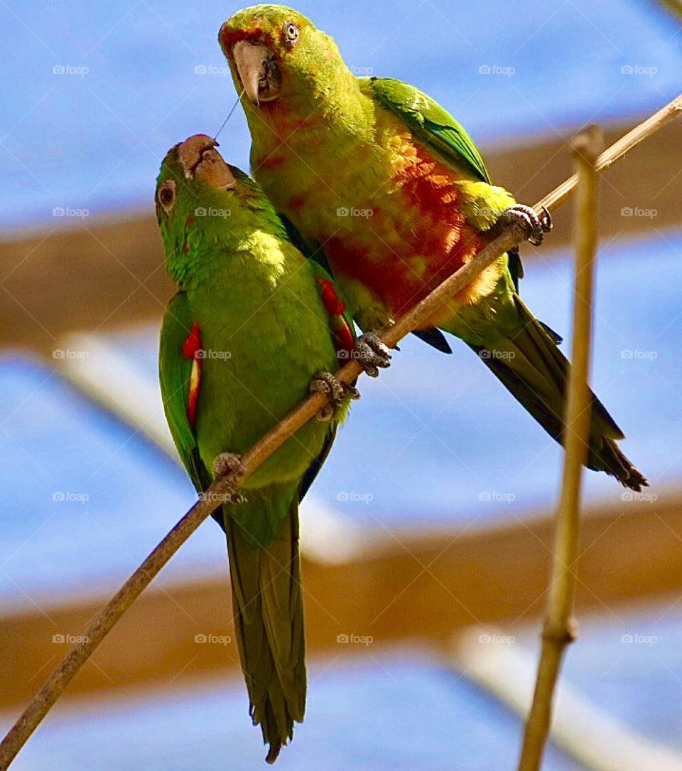 Birds and Bees in Motion 