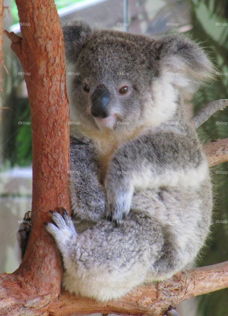 zoo animals koala bear wallpaper by wme