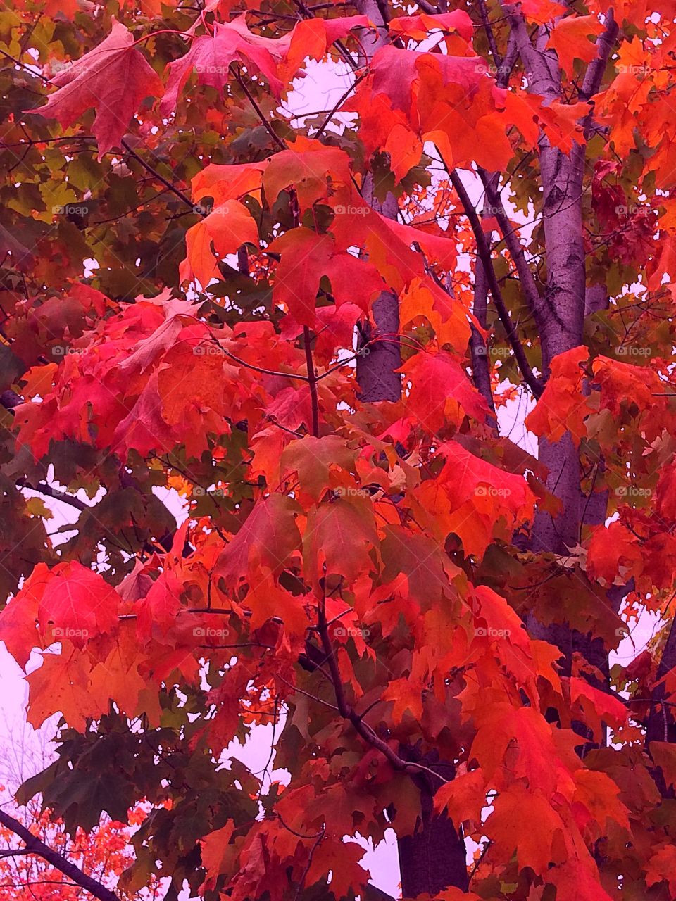 Red colour story 
Red autumn foliage 