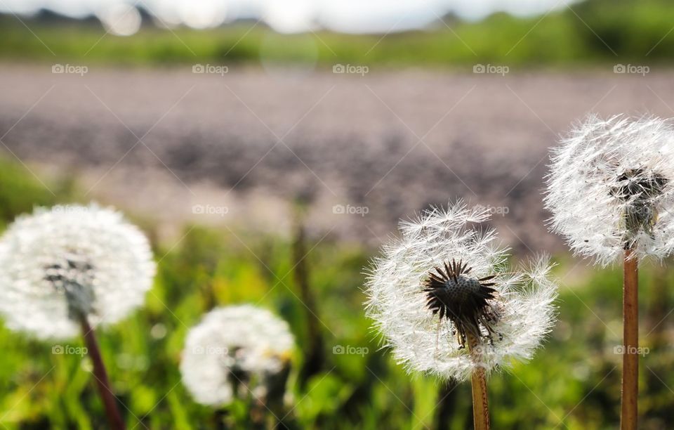 Dandelions