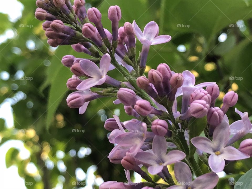 Lilac blooms and buds stalk against green leaves