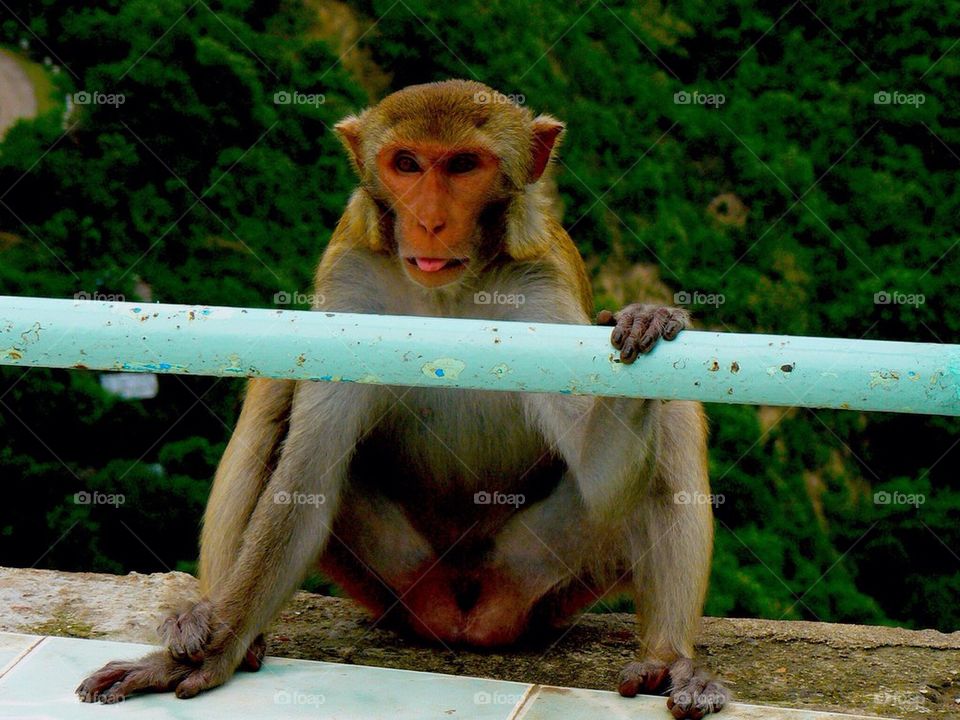 Monkey 