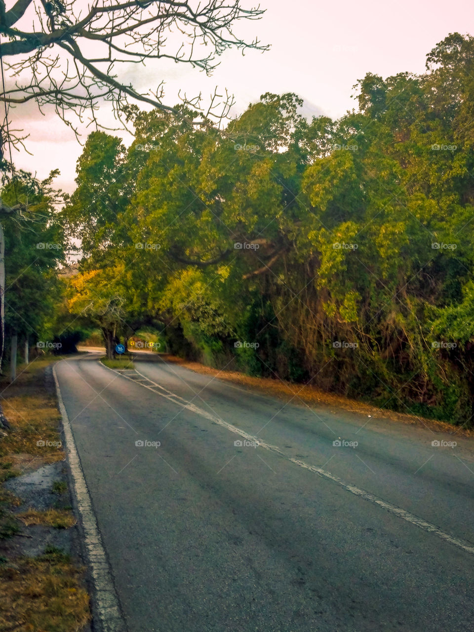 Another angle of the road with the 2 tunnels made by nature 🌲