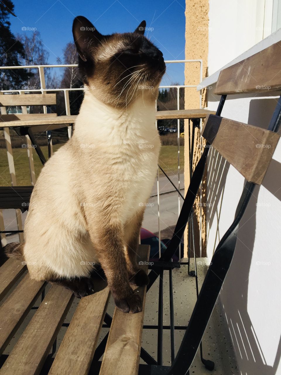 A beautiful Siamese cat is enjoying the summer and the sun 