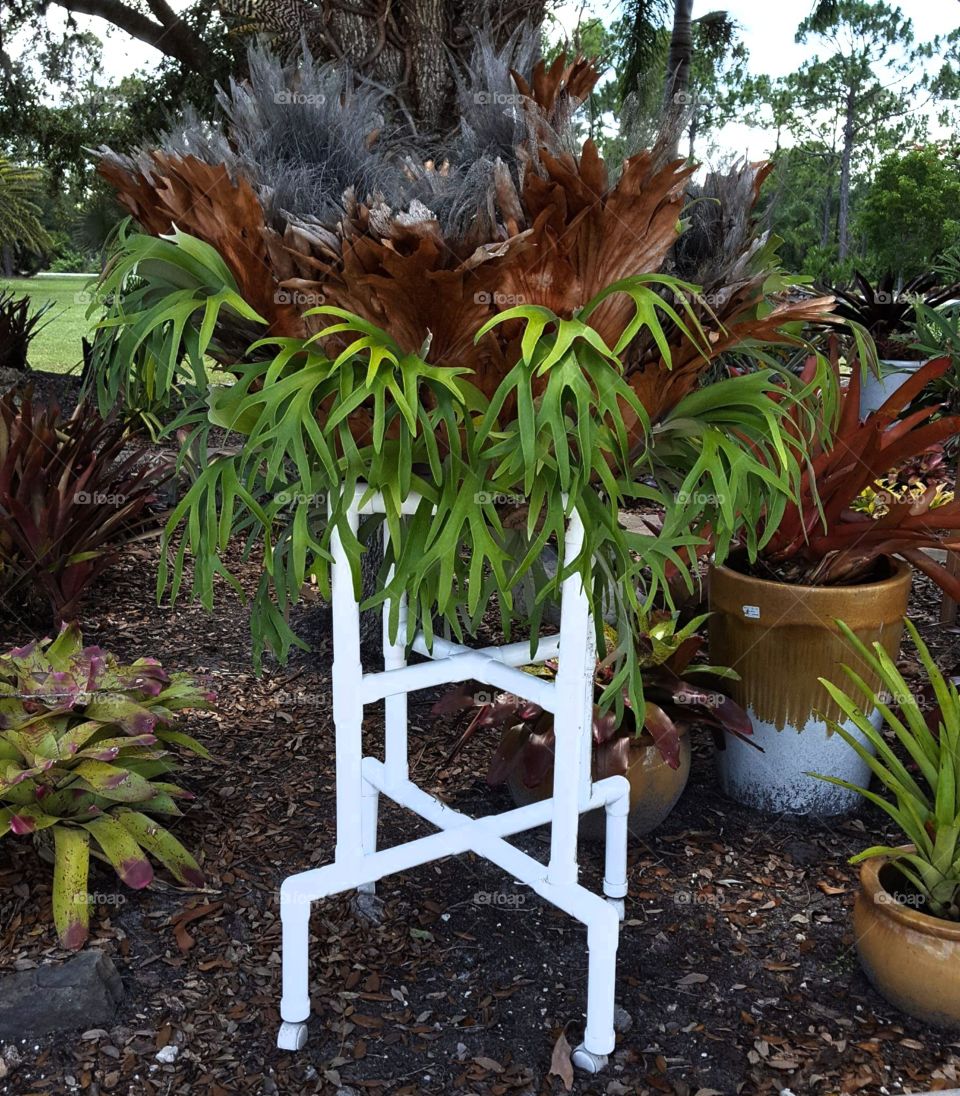 staghorn fern