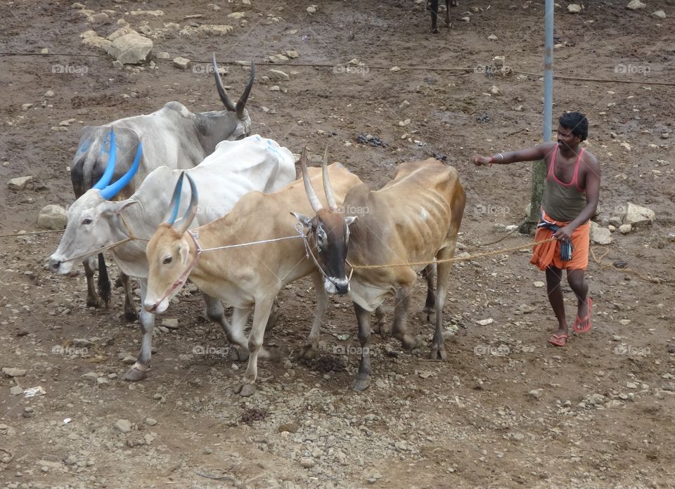 cows in India