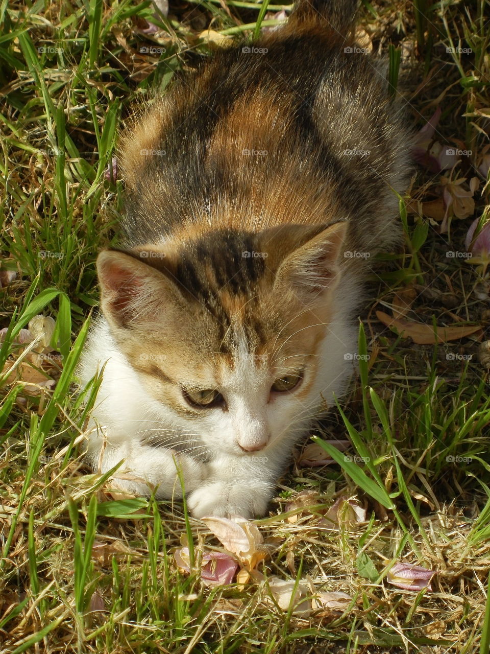 A sweet kitten found in a garden in Marroc.