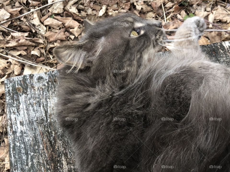 Cute gray kitty doing kitty things