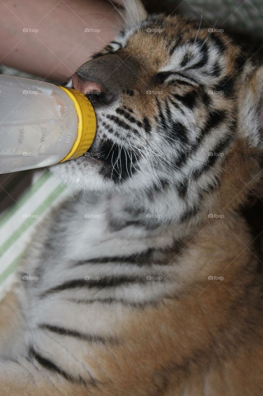 Feeding the tigers