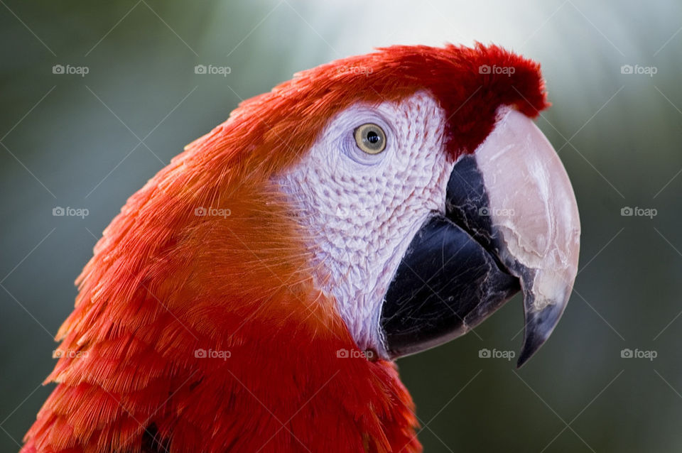 Scarlet Macaw