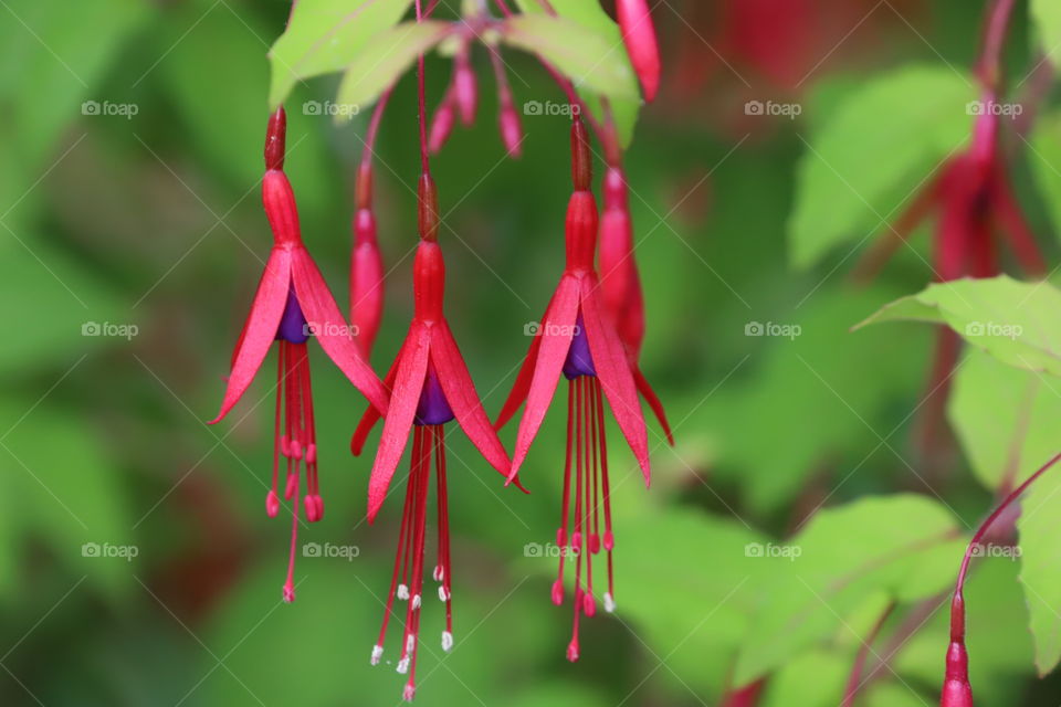 Pink flowers hanging down the the branch