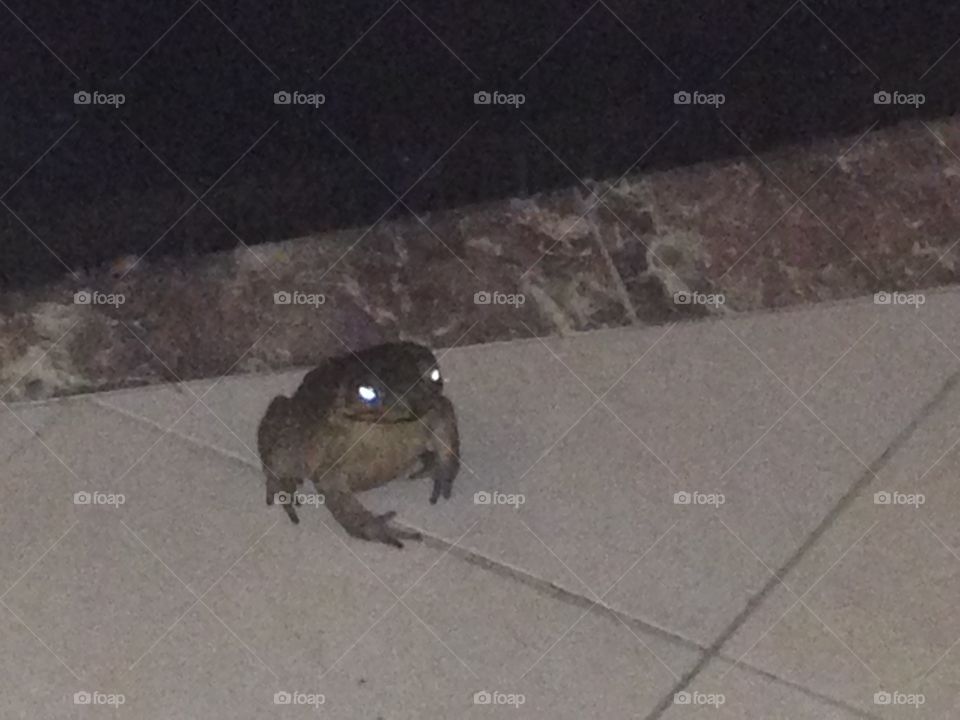 Frog with glowing eyes