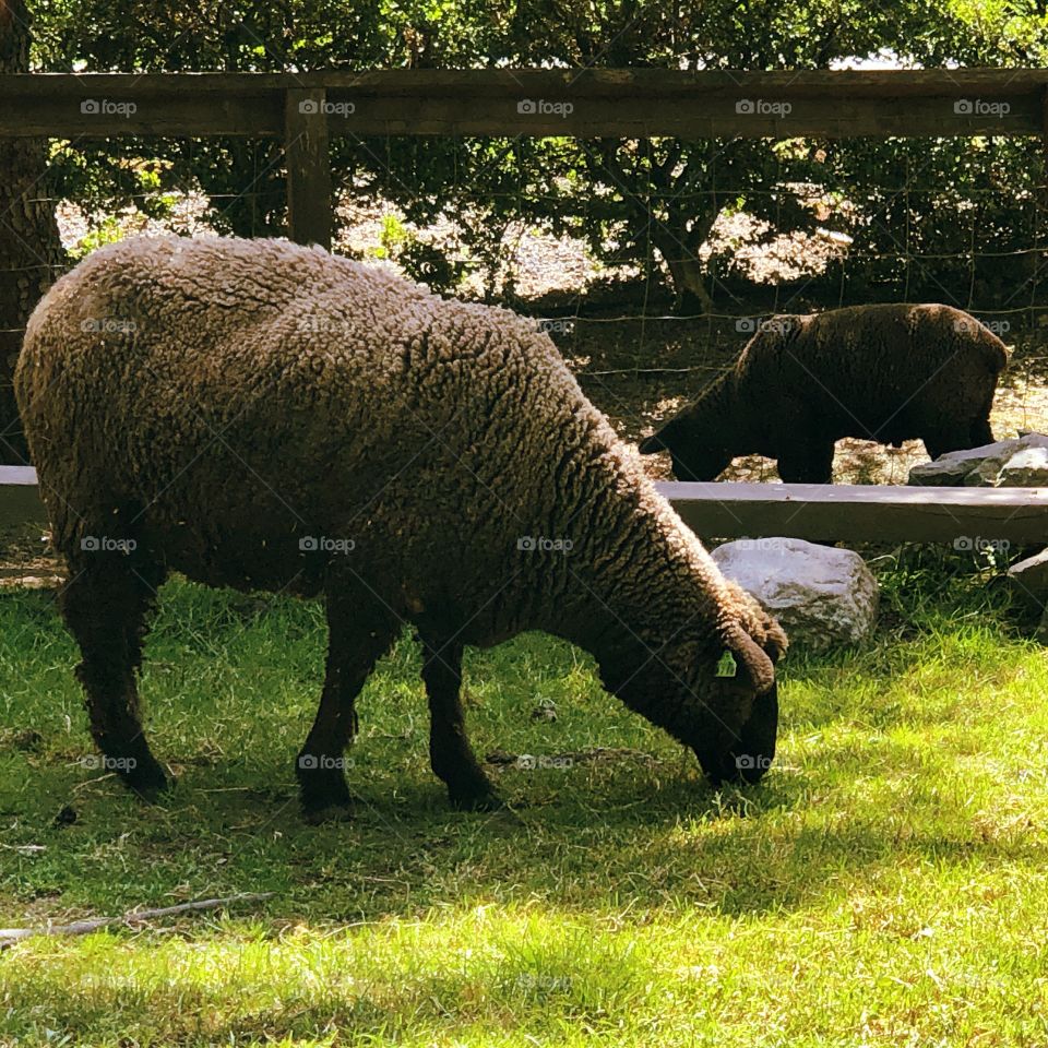 Spring ewe and her lamb