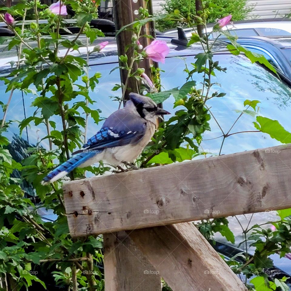 Overweight Blue Jay in Queens, New York