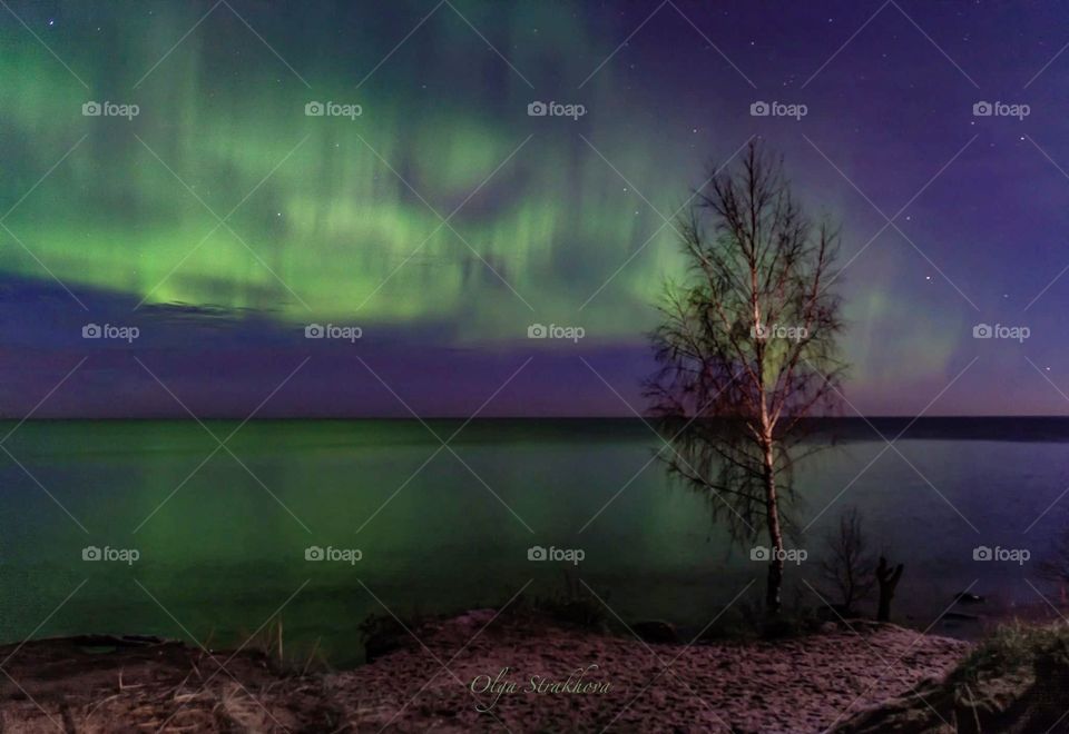 Bright northern lights above the Ladoga lake with a lonely birch on the shore.