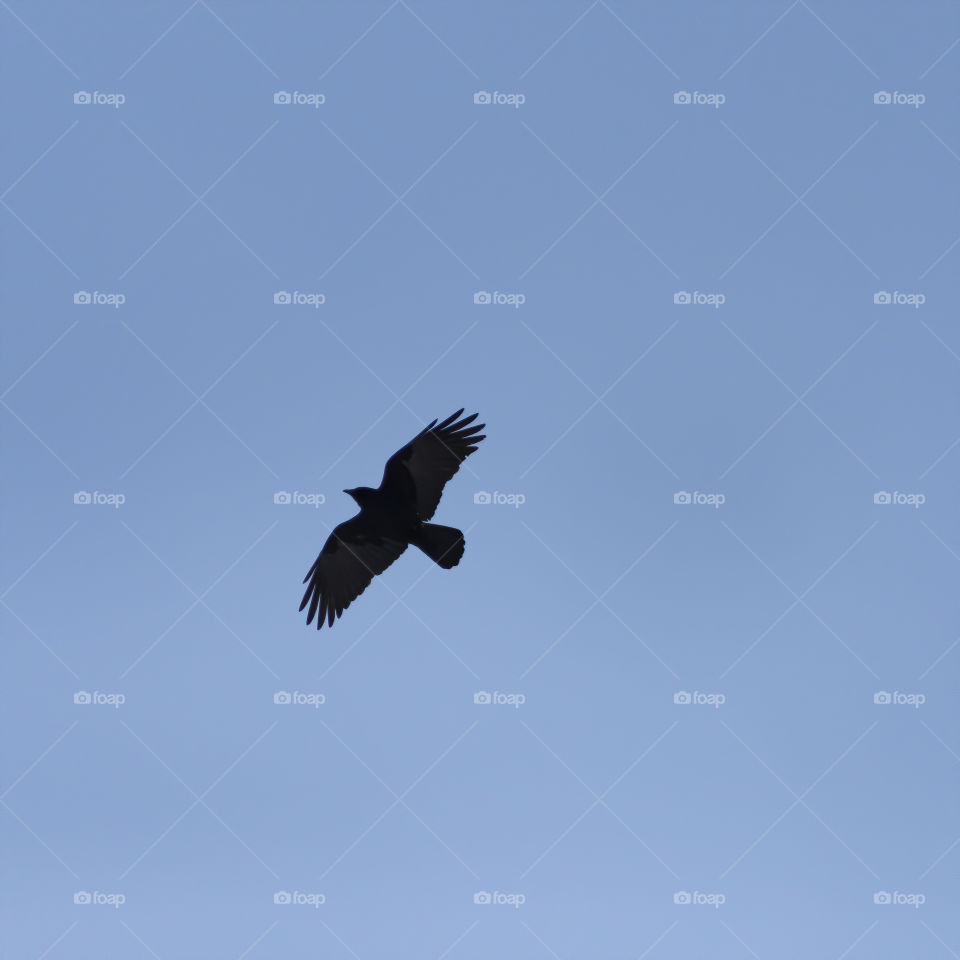 Flying over me in my yard in Massachusetts. Might be an American Crow. 
