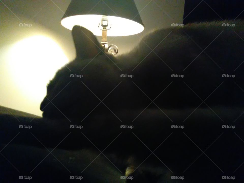 Sleeping Siamese cat.   shadow