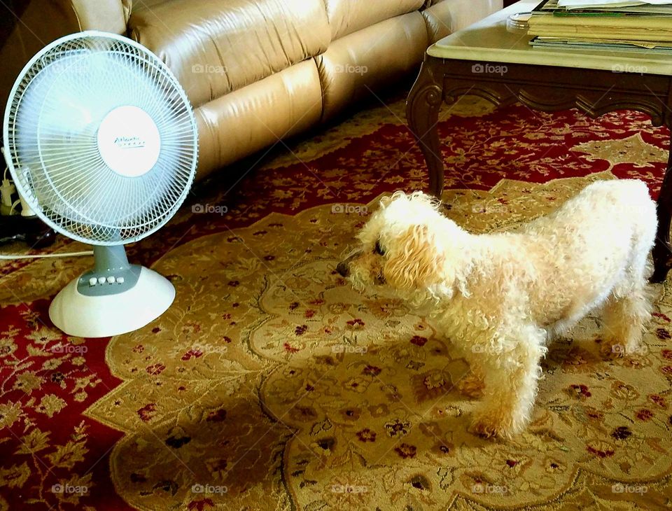Dog standing in front of fan to keep cool.