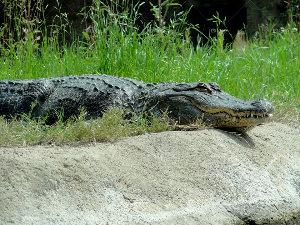 green grass smile animal by carinafox5