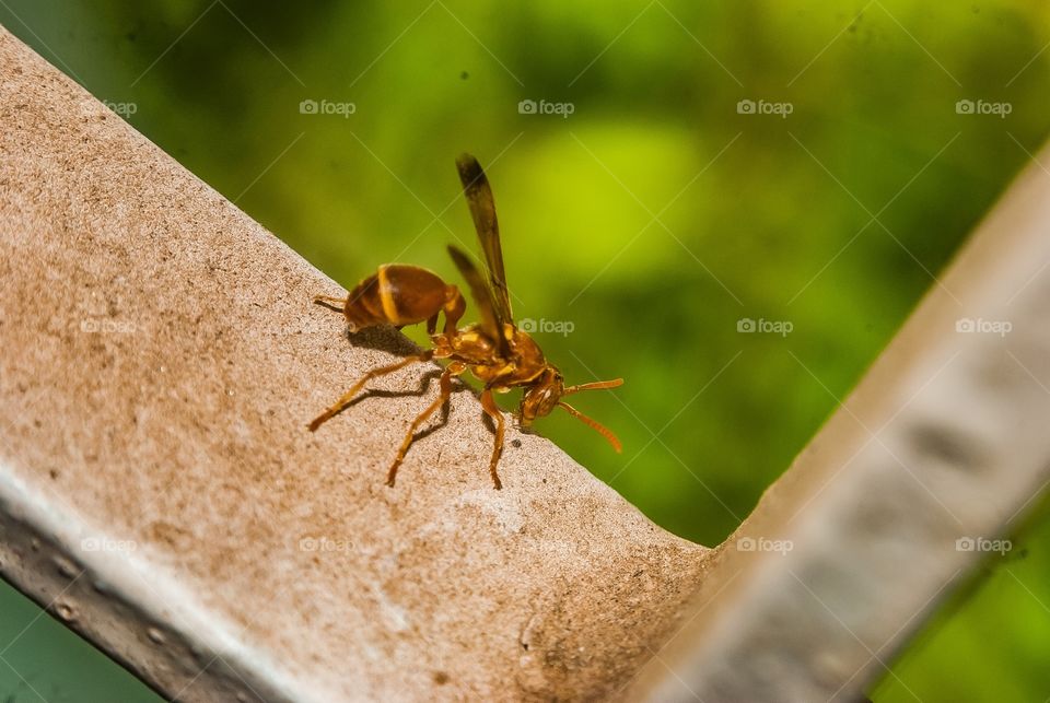 beautiful macro shot 