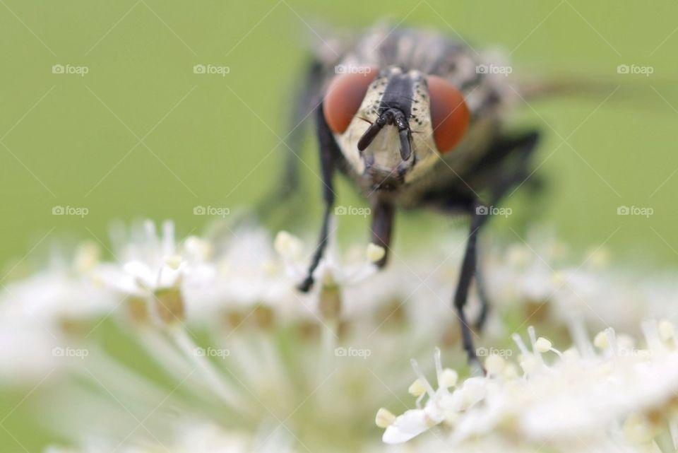 Close up of fly