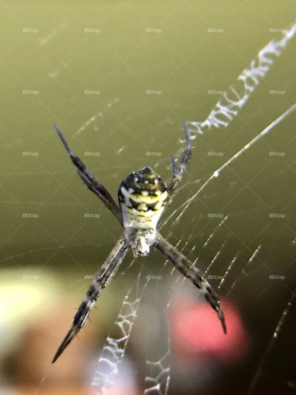 Spider