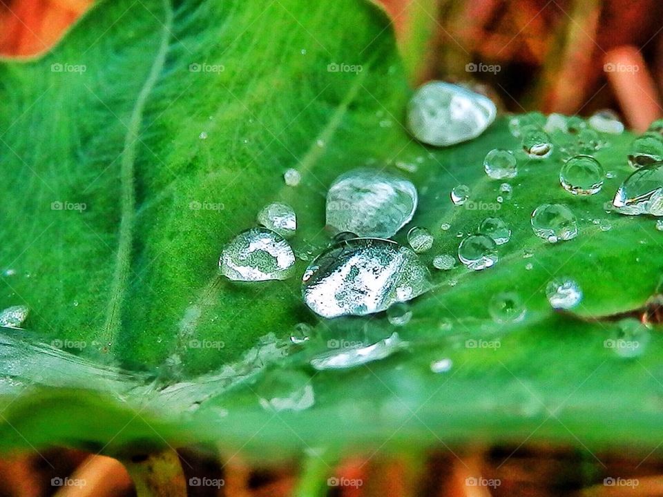 Raindrops