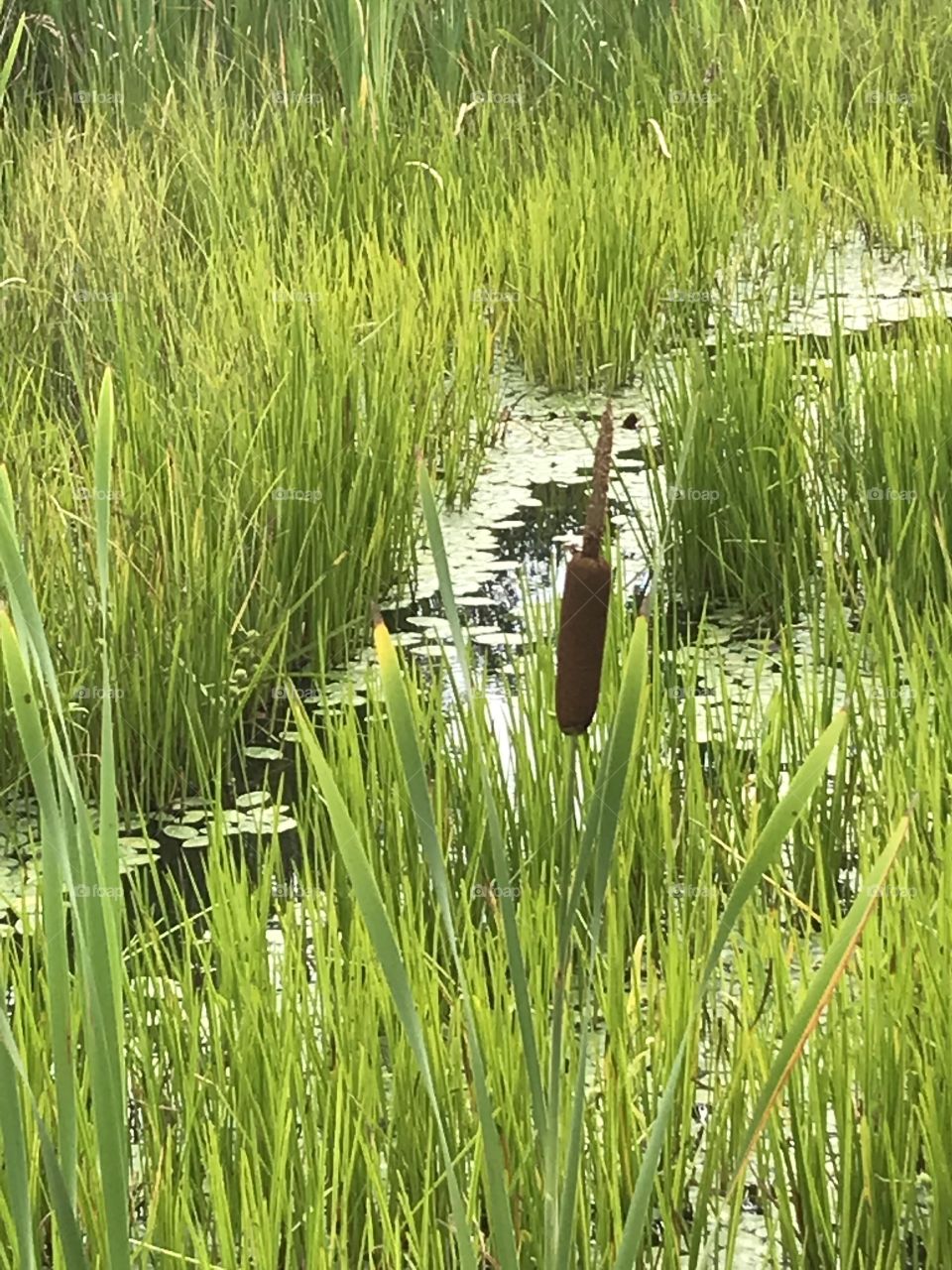 Cattail in a swamp