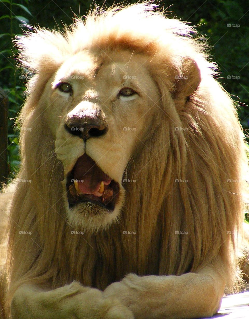 Lion in the sun, basking in the sun, large wildcat in the sun, sleepy Lion at the zoo, lions at the zoo 