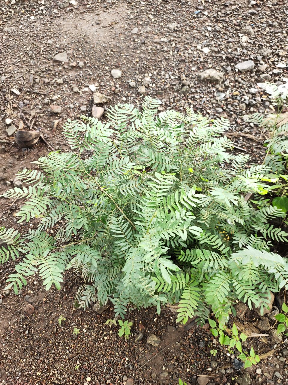 📷🍃🍃🌱
Pallaea virdis plant
Natural Beauty
Green Flora