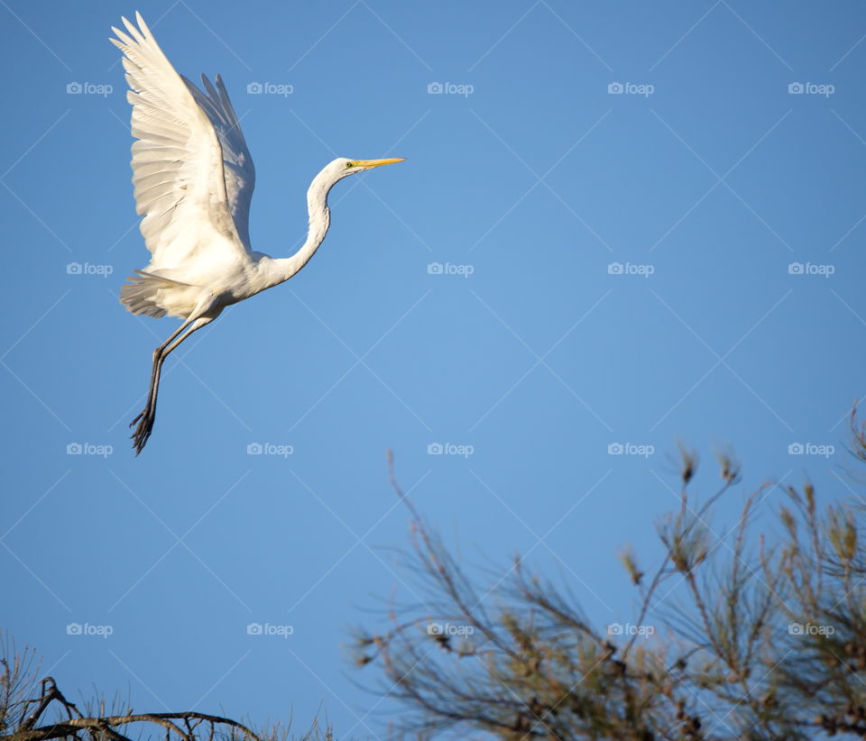 Egret taking flight from a wet