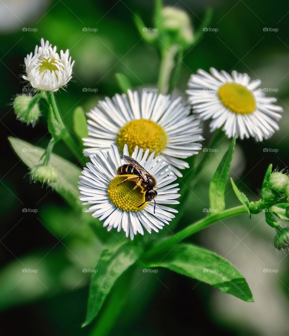 Bee