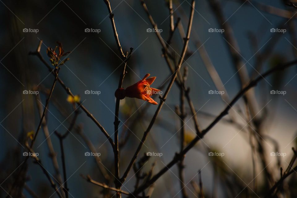 Solitary flower/Flor solitária.